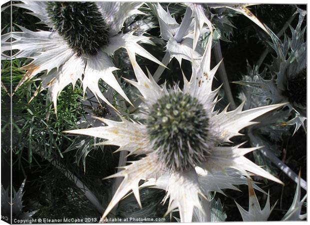 Prickly Star Canvas Print by Eleanor McCabe