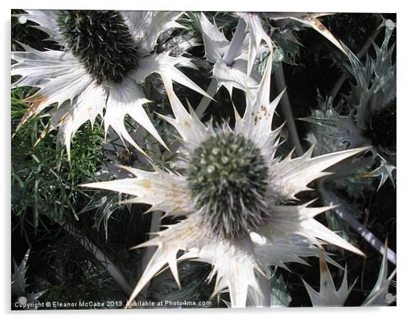 Prickly Star Acrylic by Eleanor McCabe