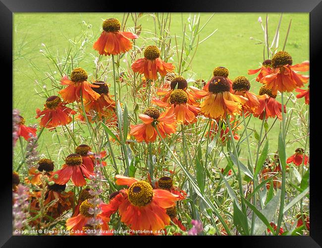 Flapping in the Wind! Framed Print by Eleanor McCabe