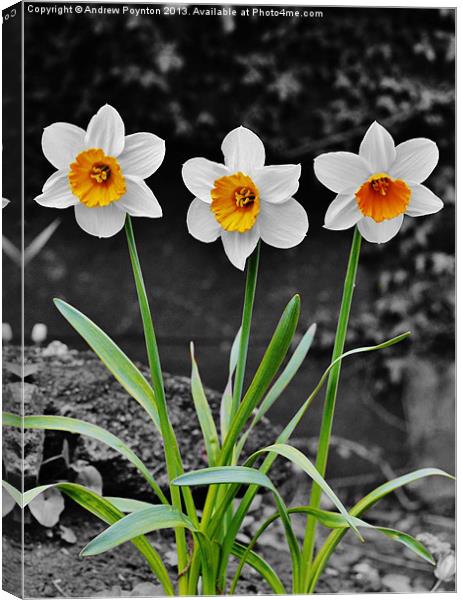 Daffodil Isolation Canvas Print by Andrew Poynton