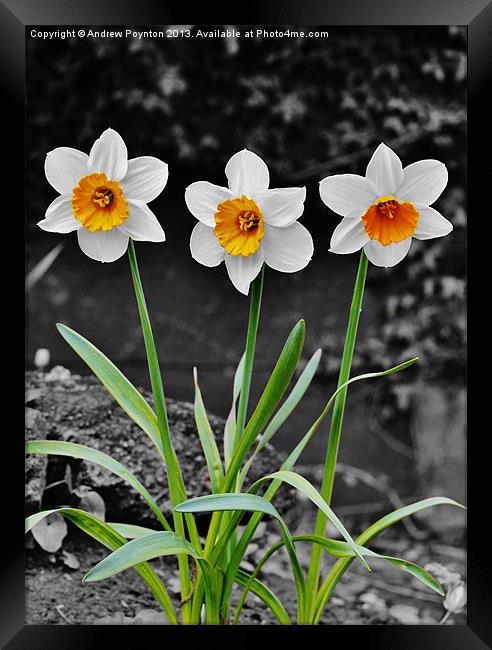 Daffodil Isolation Framed Print by Andrew Poynton