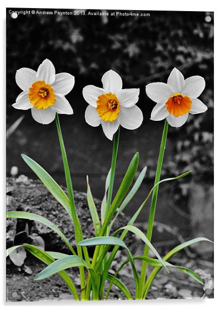 Daffodil Isolation Acrylic by Andrew Poynton