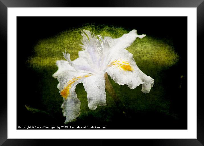 Iris Japonica - Grunge Framed Mounted Print by Daves Photography