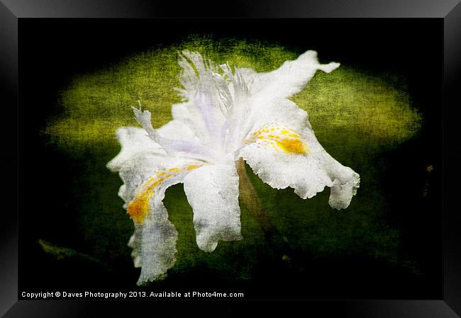Iris Japonica - Grunge Framed Print by Daves Photography