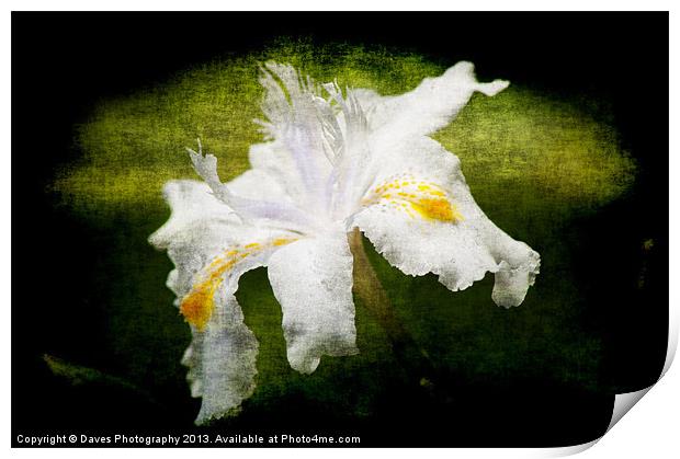 Iris Japonica - Grunge Print by Daves Photography