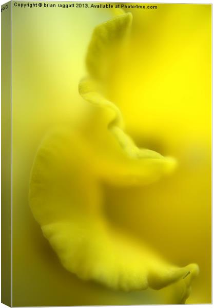 Daffodil frill Canvas Print by Brian  Raggatt