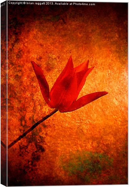 Little Red Tulip Canvas Print by Brian  Raggatt