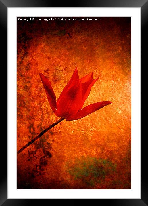 Little Red Tulip Framed Mounted Print by Brian  Raggatt