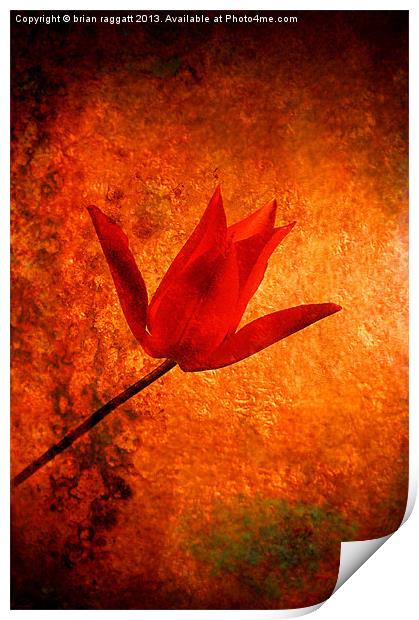 Little Red Tulip Print by Brian  Raggatt