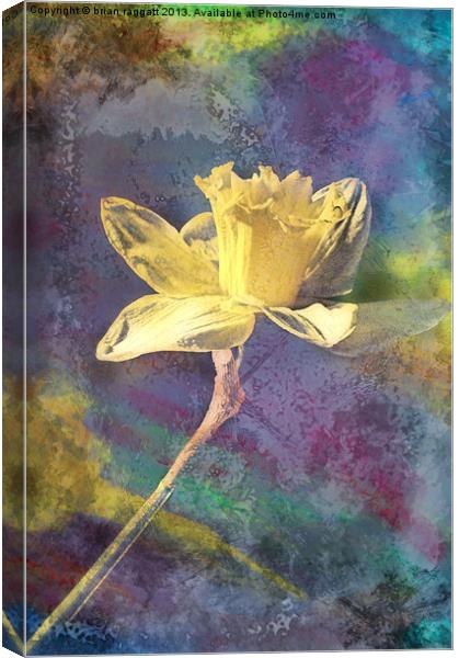 Daffodil Canvas Print by Brian  Raggatt