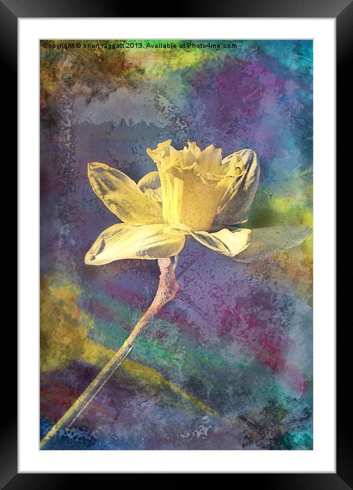 Daffodil Framed Mounted Print by Brian  Raggatt