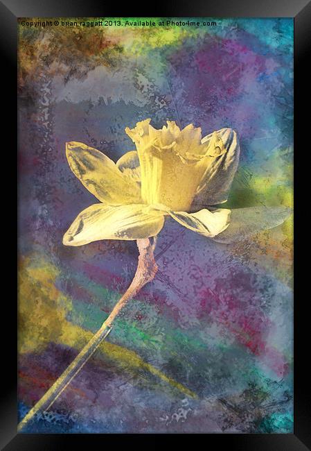 Daffodil Framed Print by Brian  Raggatt