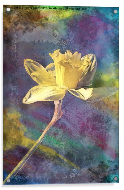 Daffodil Acrylic by Brian  Raggatt