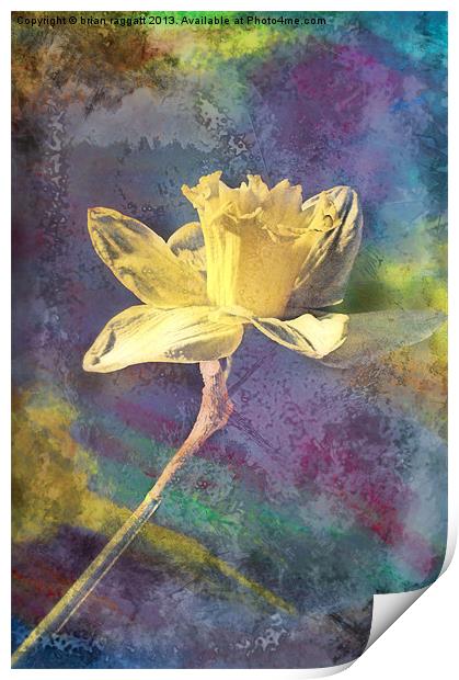 Daffodil Print by Brian  Raggatt