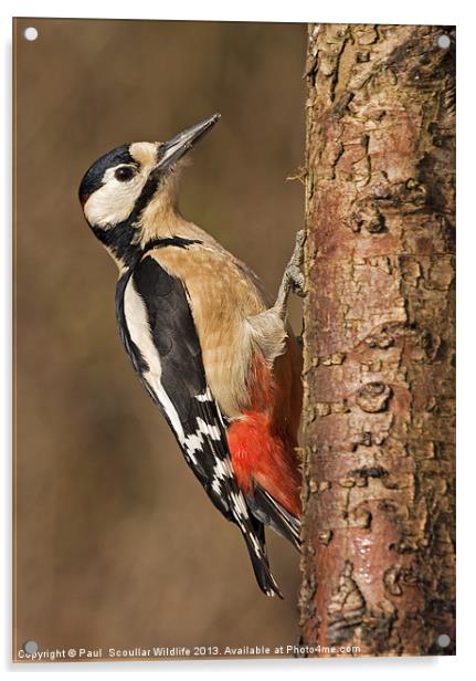 Great Spotted Woodpecker Acrylic by Paul Scoullar