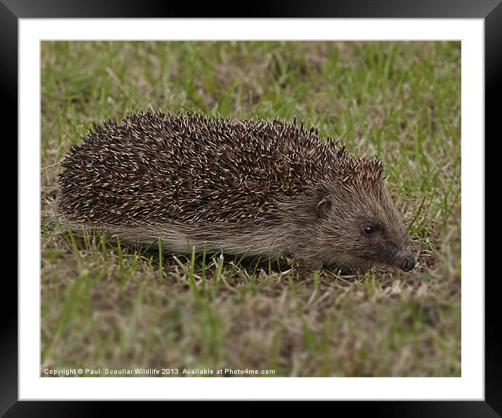 Hedgehog Framed Mounted Print by Paul Scoullar