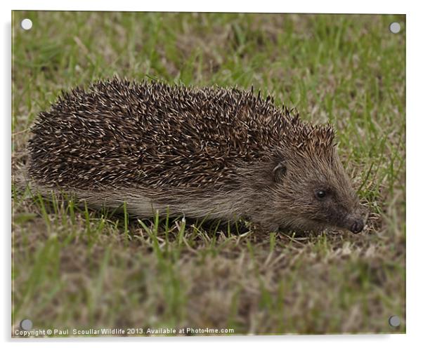 Hedgehog Acrylic by Paul Scoullar