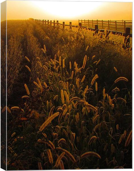 sunrise fenceline Canvas Print by John  Hartman