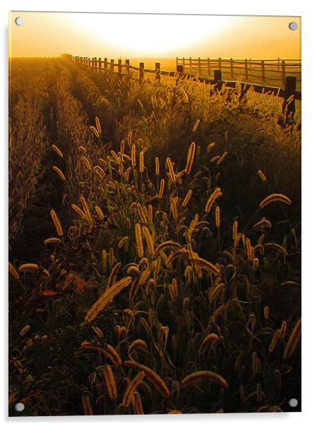 sunrise fenceline Acrylic by John  Hartman