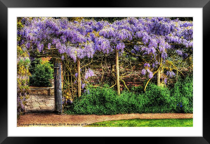 Wall of Wisteria HDR Framed Mounted Print by Anthony Hedger
