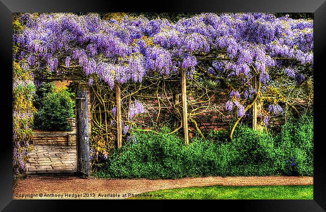 Wall of Wisteria HDR Framed Print by Anthony Hedger