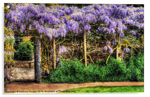 Wall of Wisteria HDR Acrylic by Anthony Hedger
