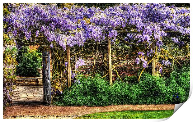 Wall of Wisteria HDR Print by Anthony Hedger