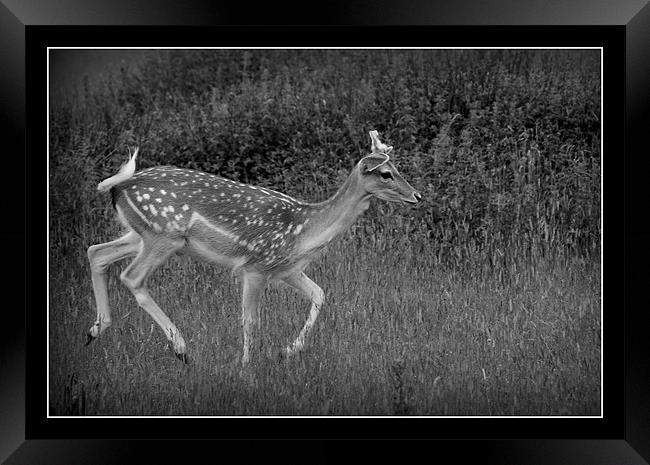 Black and white Deer Framed Print by Tracy Hughes