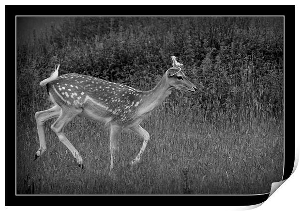 Black and white Deer Print by Tracy Hughes