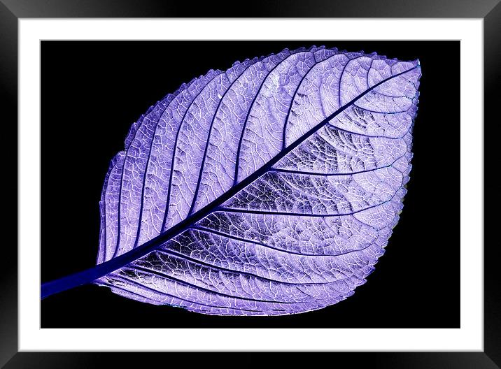 Purple Leaf Framed Mounted Print by Tracy Hughes