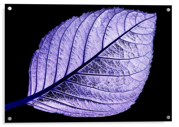 Purple Leaf Acrylic by Tracy Hughes