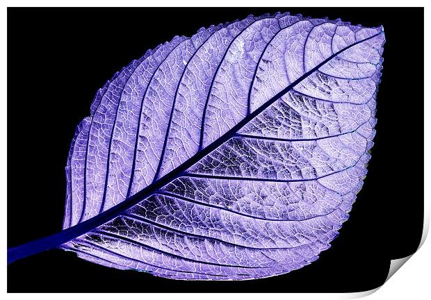 Purple Leaf Print by Tracy Hughes