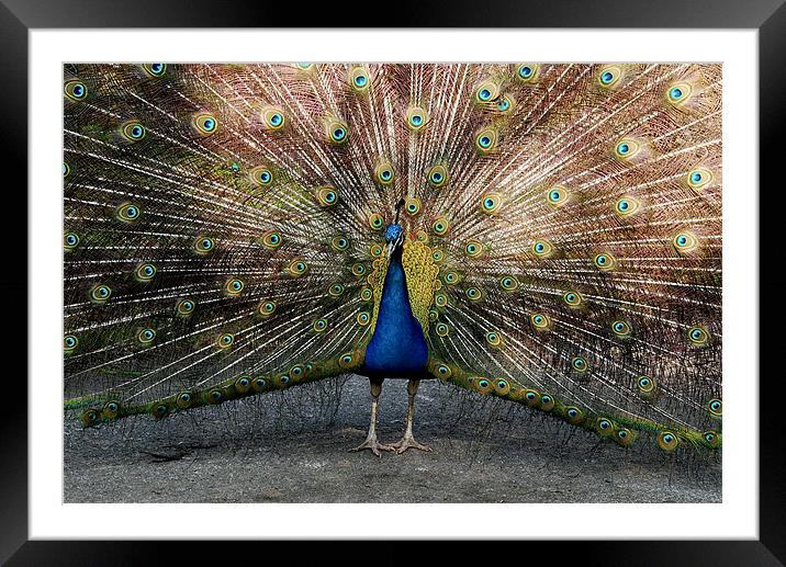 Colourful Peacock Framed Mounted Print by Tracy Hughes