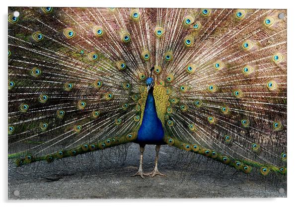 Colourful Peacock Acrylic by Tracy Hughes