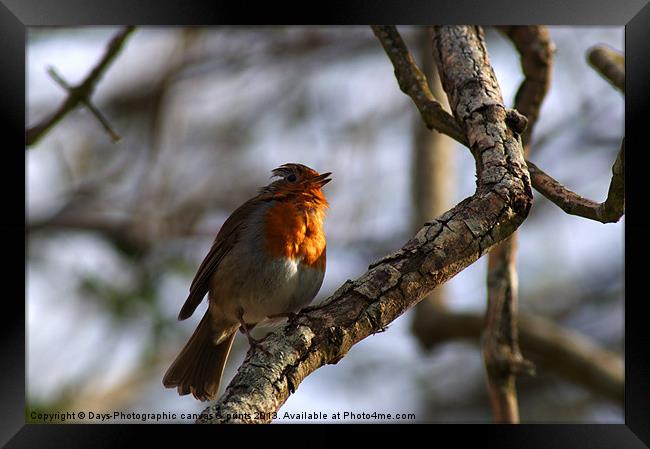 Robin Framed Print by Chris Day