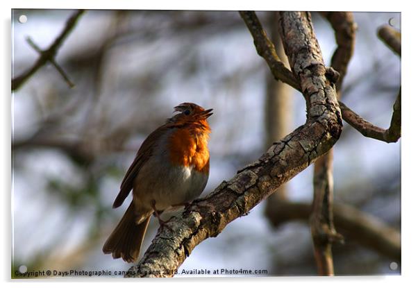 Robin Acrylic by Chris Day