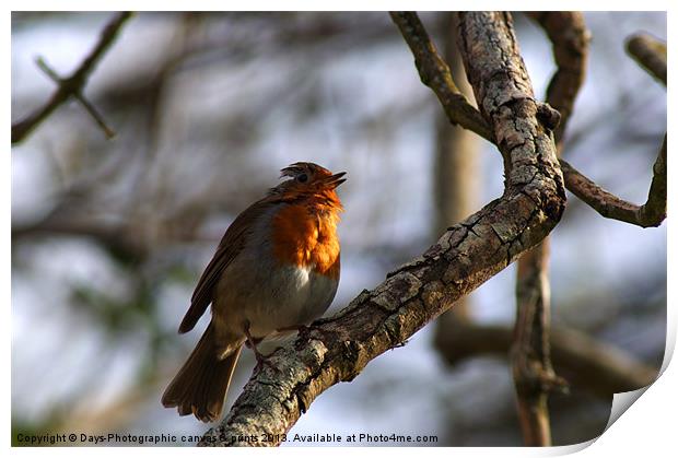 Robin Print by Chris Day