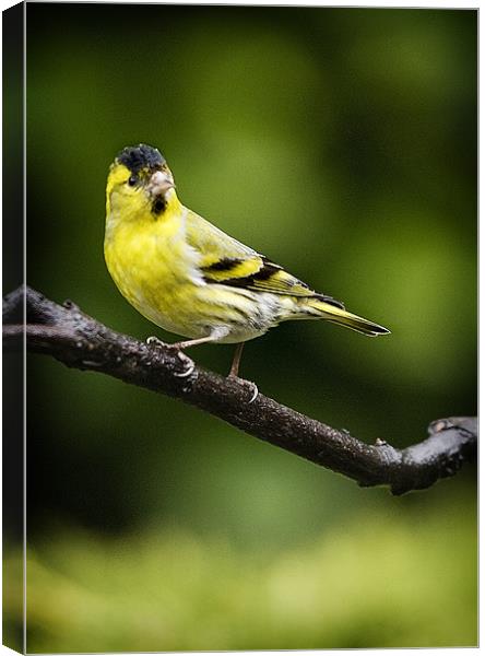 SISKIN #3 Canvas Print by Anthony R Dudley (LRPS)