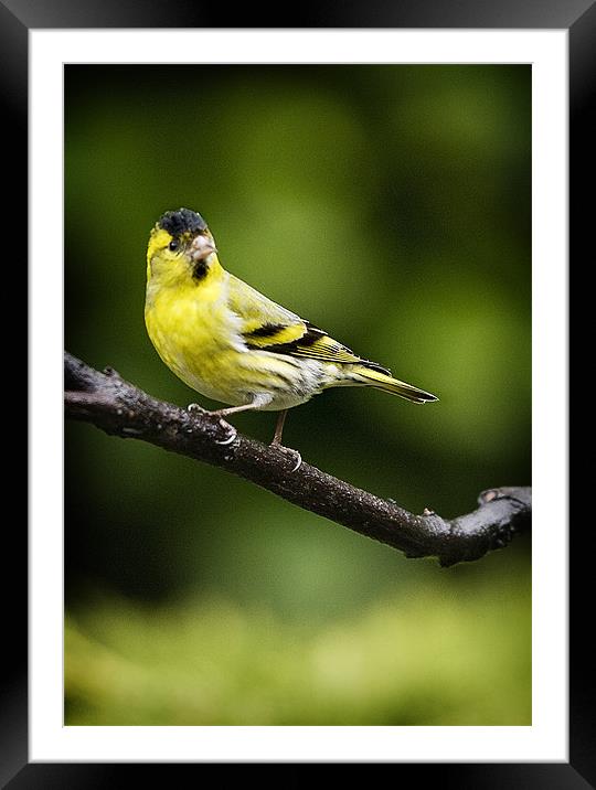 SISKIN #3 Framed Mounted Print by Anthony R Dudley (LRPS)