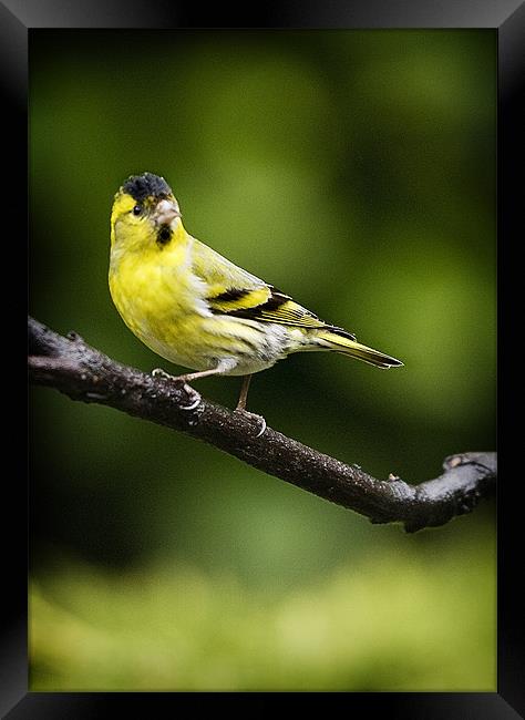 SISKIN #3 Framed Print by Anthony R Dudley (LRPS)