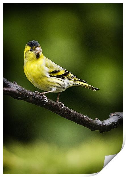SISKIN #3 Print by Anthony R Dudley (LRPS)