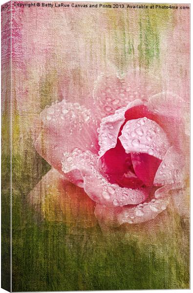 Summer Rose #2 Canvas Print by Betty LaRue