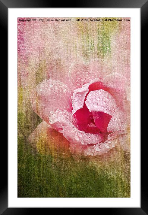 Summer Rose #2 Framed Mounted Print by Betty LaRue
