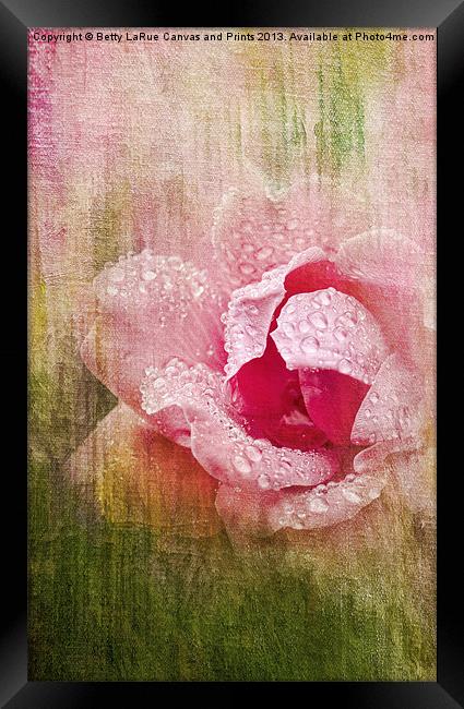 Summer Rose #2 Framed Print by Betty LaRue