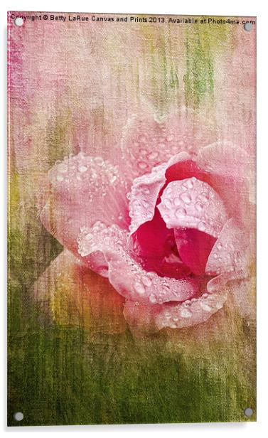 Summer Rose #2 Acrylic by Betty LaRue