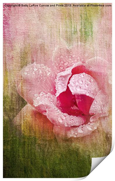 Summer Rose #2 Print by Betty LaRue