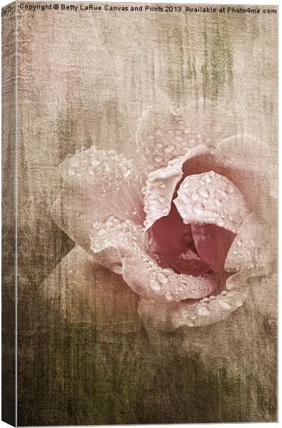 Summer Rose #1 Canvas Print by Betty LaRue