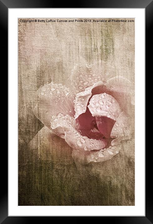 Summer Rose #1 Framed Mounted Print by Betty LaRue