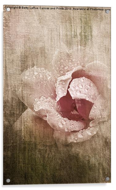 Summer Rose #1 Acrylic by Betty LaRue
