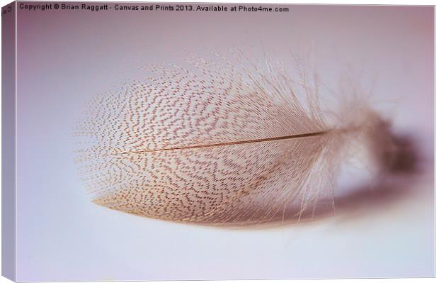 Duck feather Canvas Print by Brian  Raggatt